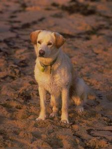 Pet Honoring, llc offers animal reiki, welcoming engery sessions and provides services and products to to help with pet loss, pet honoring memorial ceremonies, pet memorial kits, pet loss care packs, honoring wraps for health and transition and offers pet sympathy gifts. These help us transition grief from pet death. Ideal for individuals and families. 