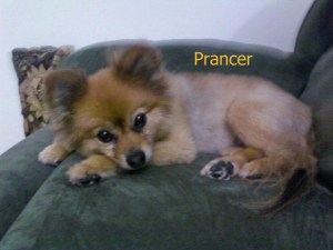 Prancer Pet Honoring