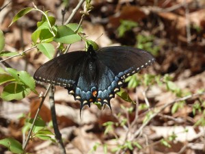 Pet Honoring, llc offers animal reiki, welcoming engery sessions and provides services and products to to help with pet loss, pet honoring memorial ceremonies, pet memorial kits, pet loss care packs, honoring wraps for health and transition and offers pet sympathy gifts. These help us transition grief from pet death. Ideal for individuals and families. 