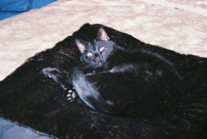 Pet Honoring, llc offers animal reiki, welcoming engery sessions and provides services and products to to help with pet loss, pet honoring memorial ceremonies, pet memorial kits, pet loss care packs, honoring wraps for health and transition and offers pet sympathy gifts. These help us transition grief from pet death. Ideal for individuals and families. 