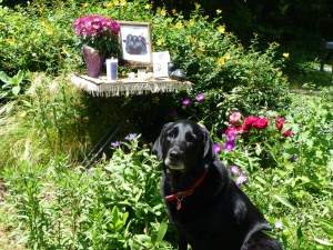 Pet Honoring, llc offers animal reiki, welcoming engery sessions and provides services and products to to help with pet loss, pet honoring memorial ceremonies, pet memorial kits, pet loss care packs, honoring wraps for health and transition and offers pet sympathy gifts. These help us transition grief from pet death. Ideal for individuals and families. 