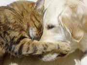 cat-dog-cuddle