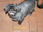 Etta James Pet Honoring copy