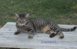 Pet Honoring Emmett