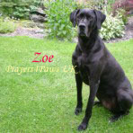 Prayers4Paws UK Zoe