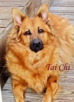 Tai Chi Pet Honoring