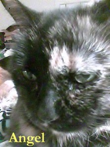 Angel Pet Honoring