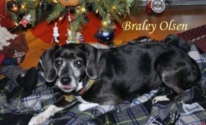 Braley Olsen Pet Honoring