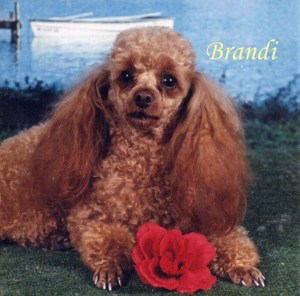Brandi Pet Honoring copy