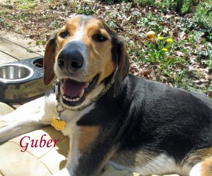 Guber Pet Honoring