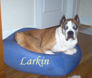 Larkin Pet Honoring