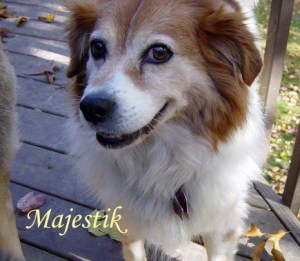 Majestik Pet Honoring