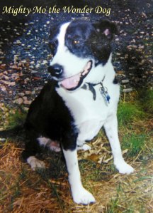 Mighty Mo Pet Honoring