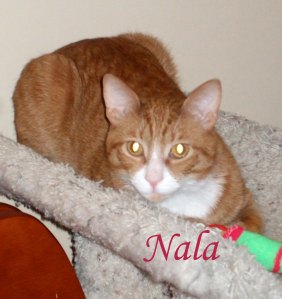 Nala pet Honoring