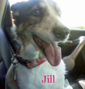 Jill Pet Honoring copy