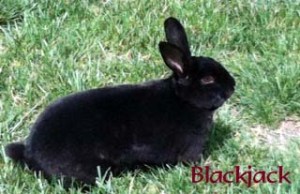 Pet Honoring Blackjack copy