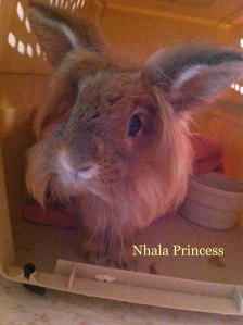 pet Honoring Nhala Princess copy