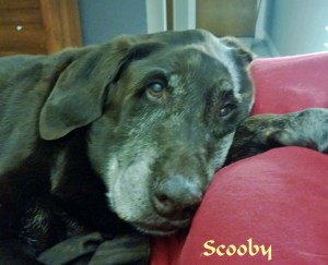 Pet Honoring Scooby