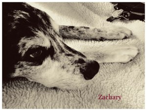 Pet Honoring Zachary copy