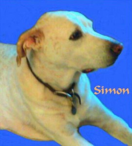 Simon Pet Honoring copy