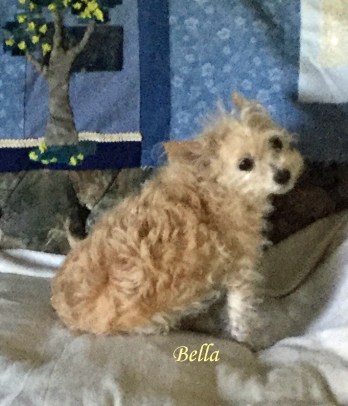 Bella July 20 Pet Honoring